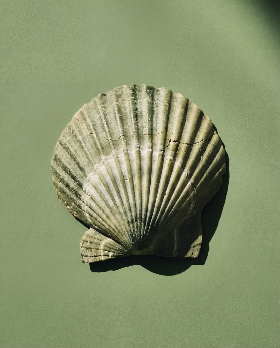 Scallop shell on sage